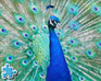 play Peacock Jigsaw