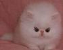 play Kitty Fluff