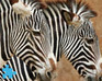 Zebra Jigsaw