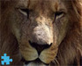 play Lion Jigsaw