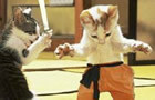 play Kung-Fu Kitty