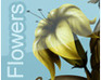 play Flowers On Line