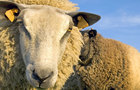 play Sheep Jigsaw