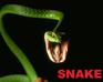 play Snake