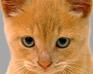 play Save Teh Cat