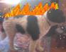 play Your Pet Fire!