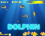 play Dolphin