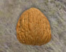 play Memory Shell