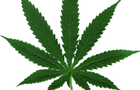 play The Weed Wheel
