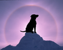 play Sundog