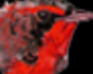 play Bird Song