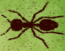 play Secret Of Ants