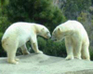 play Zoo Search