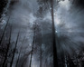 play Escapefromforest