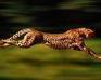 play Snake