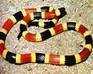 play Snake(Edited Backround)