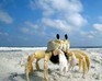 play Broken Crab