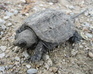 Snapping Turtle Jigsaw Puzzle