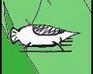 play Fly!