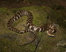 play Northern Water Snake Jigsaw