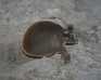 play Smooth Softshell Jigsaw