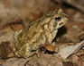 play Fowler'S Toad Jigsaw