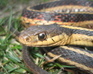 Common Garter Snake Jigsaw 2