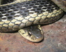 Common Garter Snake Jigsaw