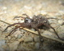 play Wolf Spider Jigsaw 2