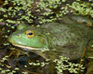 play Bullfrog Jigsaw