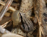 play Western Chorus Frog Jigsaw