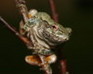 play Gray Treefrog Jigsaw