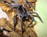 play Wolf Spider Jigsaw