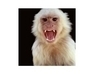play Efam: Dodge An Ape 2