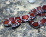 play Red Milk Snake Jigsaw