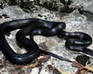 play Black Rat Snake Jigsaw