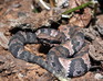 play Cottonmouth Jigsaw Puzzle