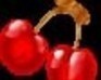 play Cherry