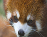 play Jigsaw: Redpanda