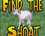 play Find The Shoat