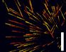 play Particle Pong