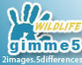 play Gimme5 - Wildlife