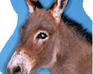 play Donkey Dress Up 2