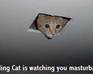 Ceiling Cat Wars