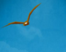 play Nuclear Eagle
