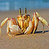 play Alone Crab At The Beach Puzzle