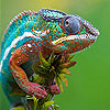 play Fast Colorful Chameleon Slide Puzzle