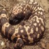 play Gila Monster Jigsaw