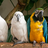 play 3 Parrots Jigsaw