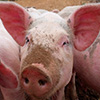 play Jigsaw: Pigs